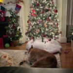 Happy Holidays to all!